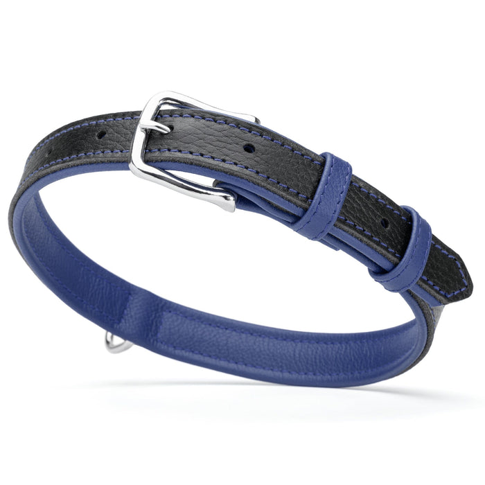 Black and blue leather dog collar with metal buckle and D-ring, 1 inch width