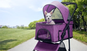 Pet Carriers & Strollers