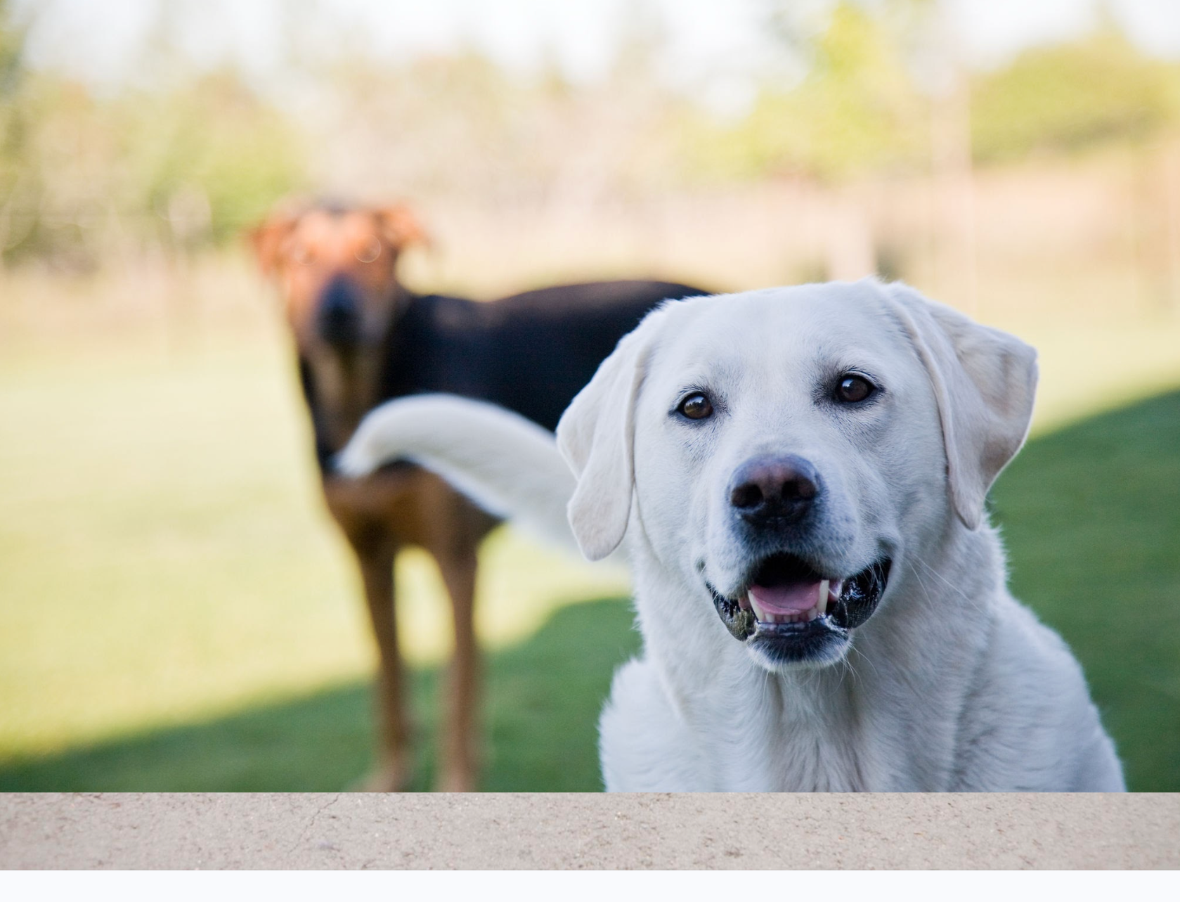 Top 5 Best Dog Breeds for First-Time Owners