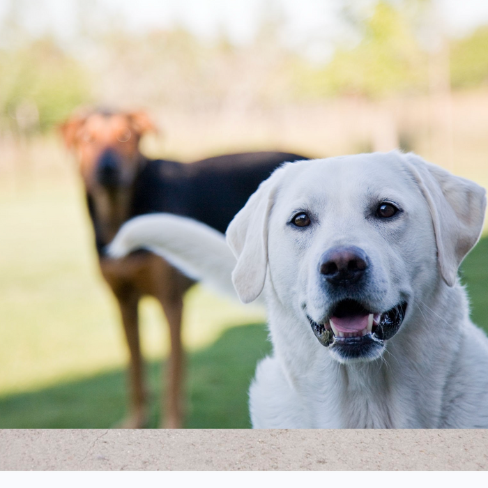Top 5 Best Dog Breeds for First-Time Owners