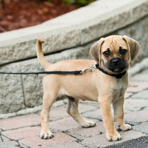 The Puppy Training Timeline: What to Teach at 8, 12, 16, and 20 Weeks
