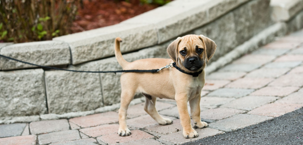 The Puppy Training Timeline: What to Teach at 8, 12, 16, and 20 Weeks