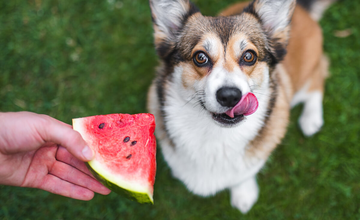 Can Dogs Eat Watermelon? A Pet Parent's Complete Safety Guide