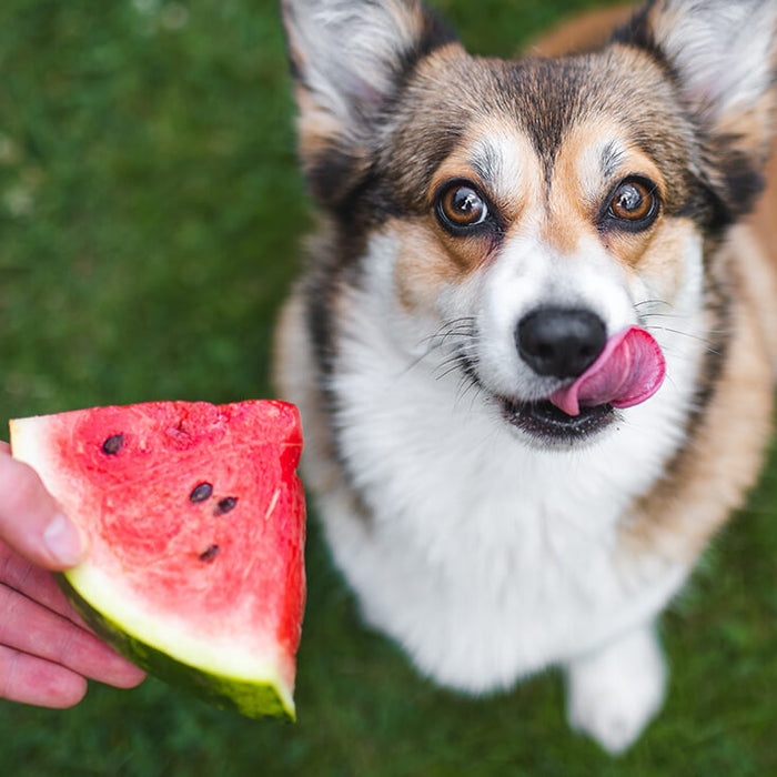 Can Dogs Eat Watermelon? A Pet Parent's Complete Safety Guide