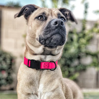 Medium Dog Collars