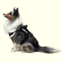 Medium Dog Harnesses