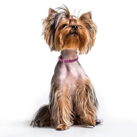 Small Dog Collars