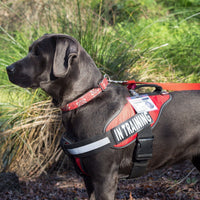 Large Dog Harnesses