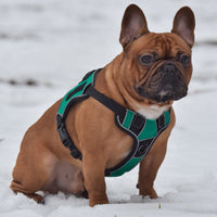 Small Dog Harnesses