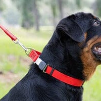 Dog Product Materials