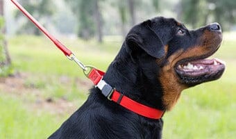Dog Product Materials