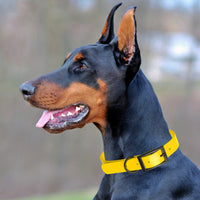 Large Dog Collars