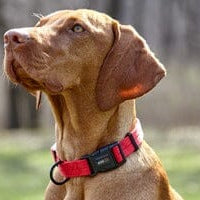 Dog Collars