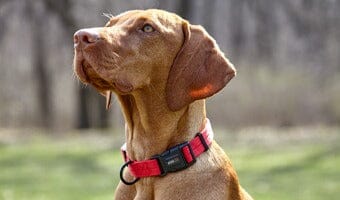Dog Collars