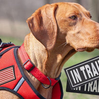 Custom and Service Dog Patches