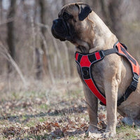 Dog Harnesses and Vests