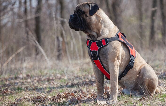 Dog Harnesses and Vests
