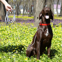 Puppy Training Equipment