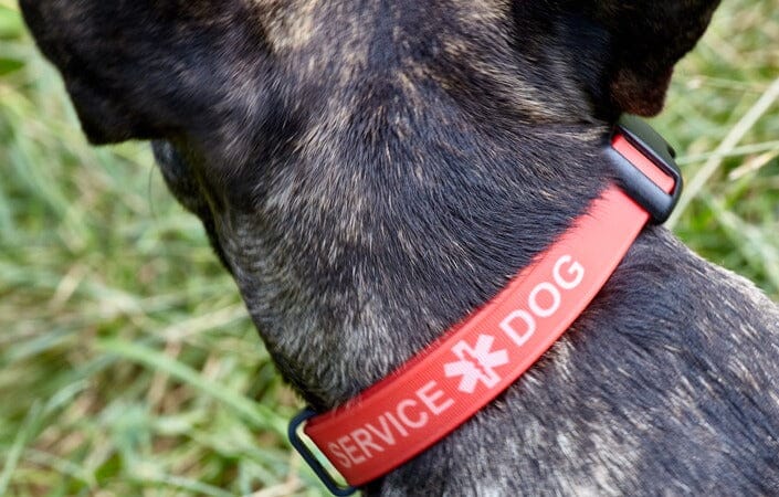 Service Dog Products