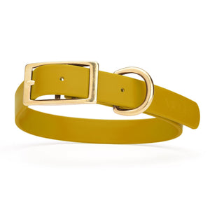 Treasure Gold dog collar with brass buckle and D-ring, made from waterproof Biothane, 1-inch wide, fits medium and large dogs