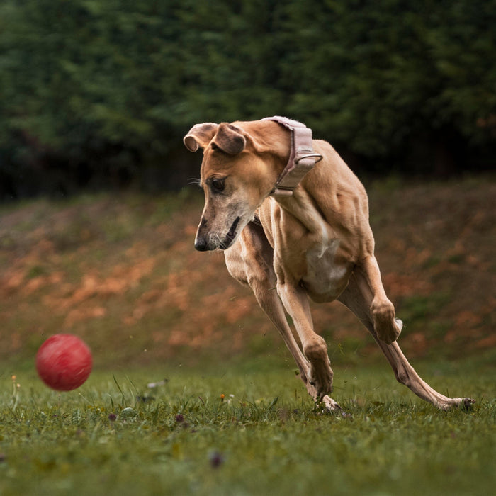 Rubber Euro Ball