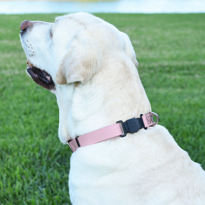 Dogline Biothane Waterproof Dog Collar with Herm Sprenger Stainless Steel Quick Release Buckle