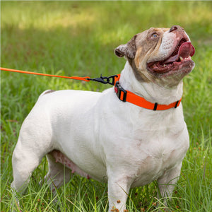 Waterproof Dog Collar with Safety Lock Buckle