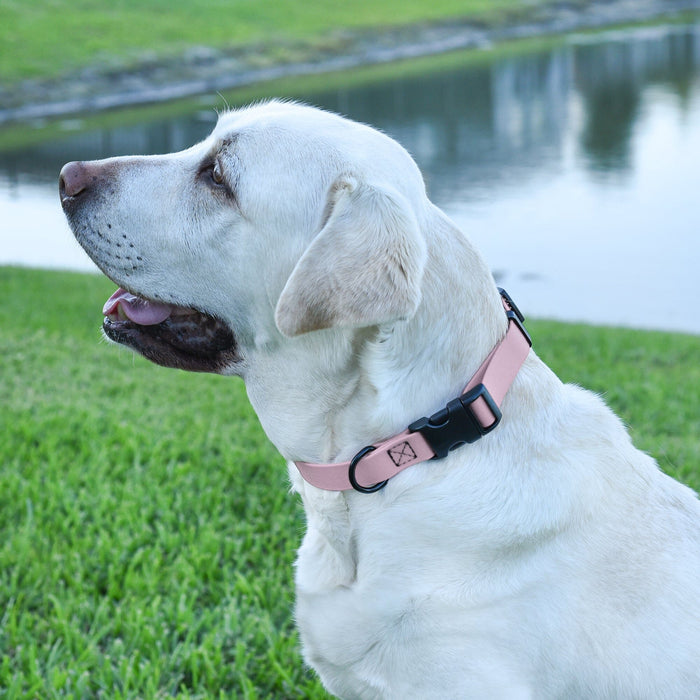 Dogline Biothane Waterproof Dog Collar with Quick Release Buckle