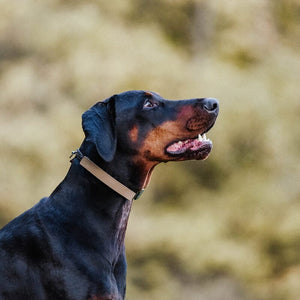 Sprenger Rubber Flexcover for Prong Collar