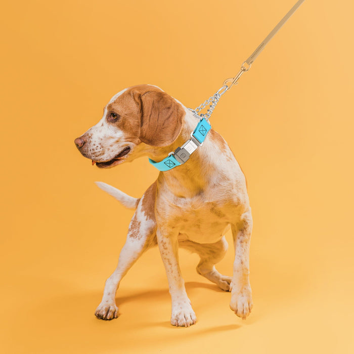 Dogline Biothane Martingale Dog Collar with Herm Sprenger Stainless Steel ClicLock Buckle