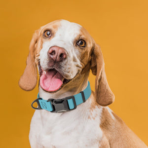 Biothane Waterproof Dog Collar with Magnetic Quick Release Buckle