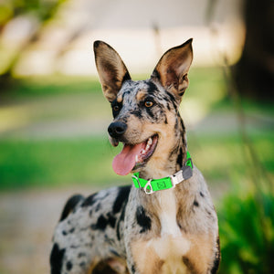 Dogline Pebble Emboss Biothane Dog Collar with Herm Sprenger Stainless Steel ClicLock Buckle