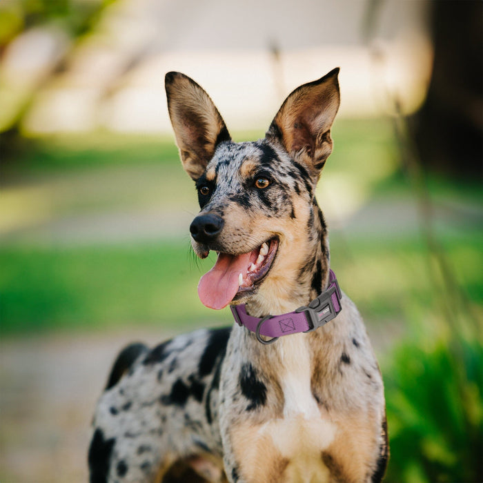 Pebble Emboss Biothane Dog Collar with Quick Release Buckle