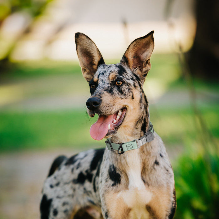 Dogline Pebble Emboss Biothane Dog Collar with Herm Sprenger Stainless Steel ClicLock Buckle