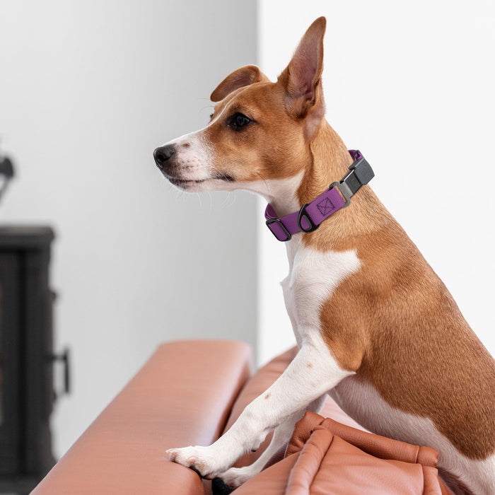 Dogline Pebble Emboss Biothane Dog Collar with Herm Sprenger Stainless Steel ClicLock Buckle