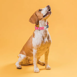 Dogline Pebble Emboss Biothane Dog Collar with Herm Sprenger Stainless Steel ClicLock Buckle