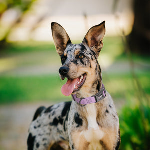 Pebble Emboss Biothane Dog Collar with Quick Release Buckle