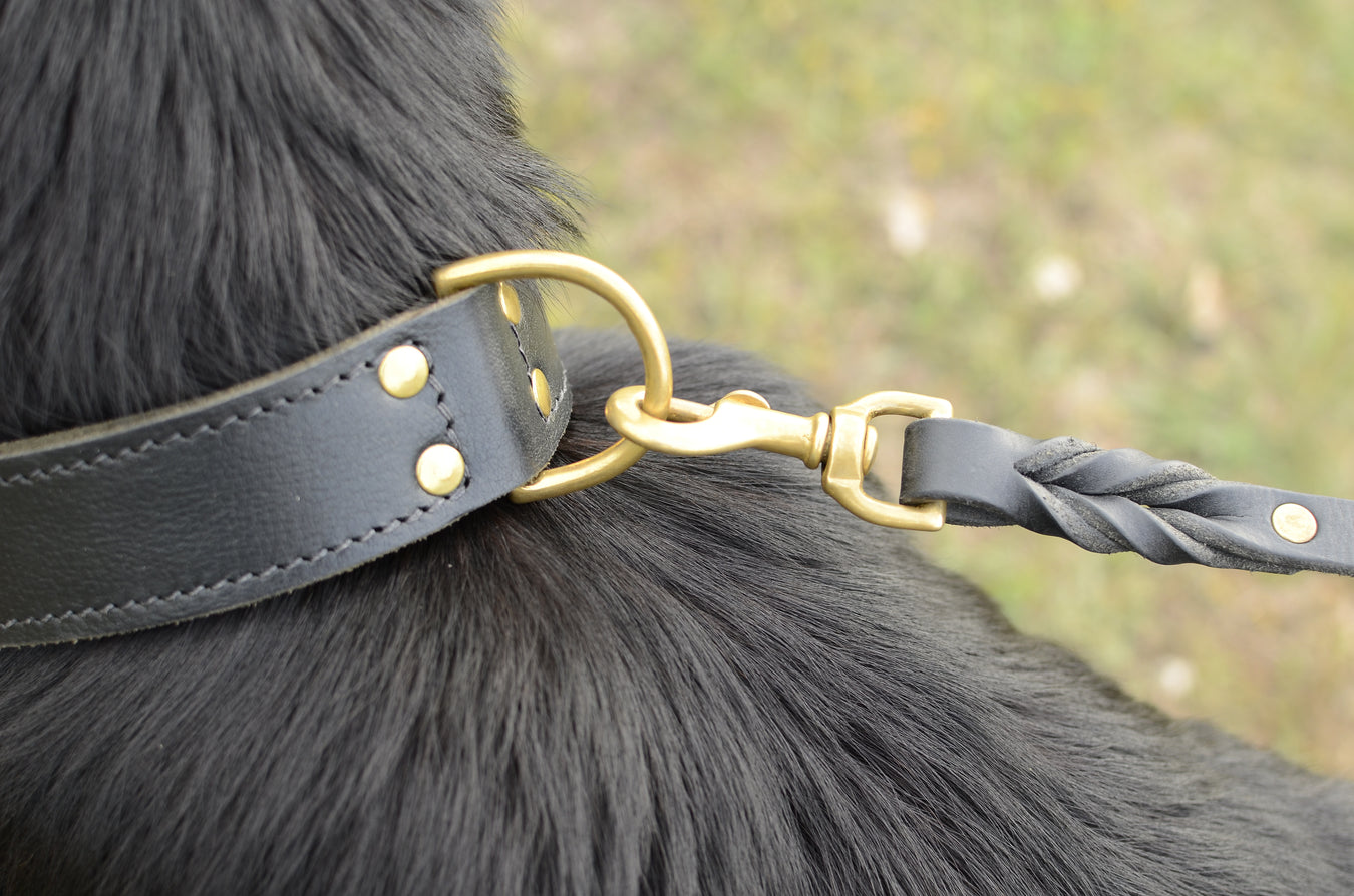 Leashes, Leads & Lines