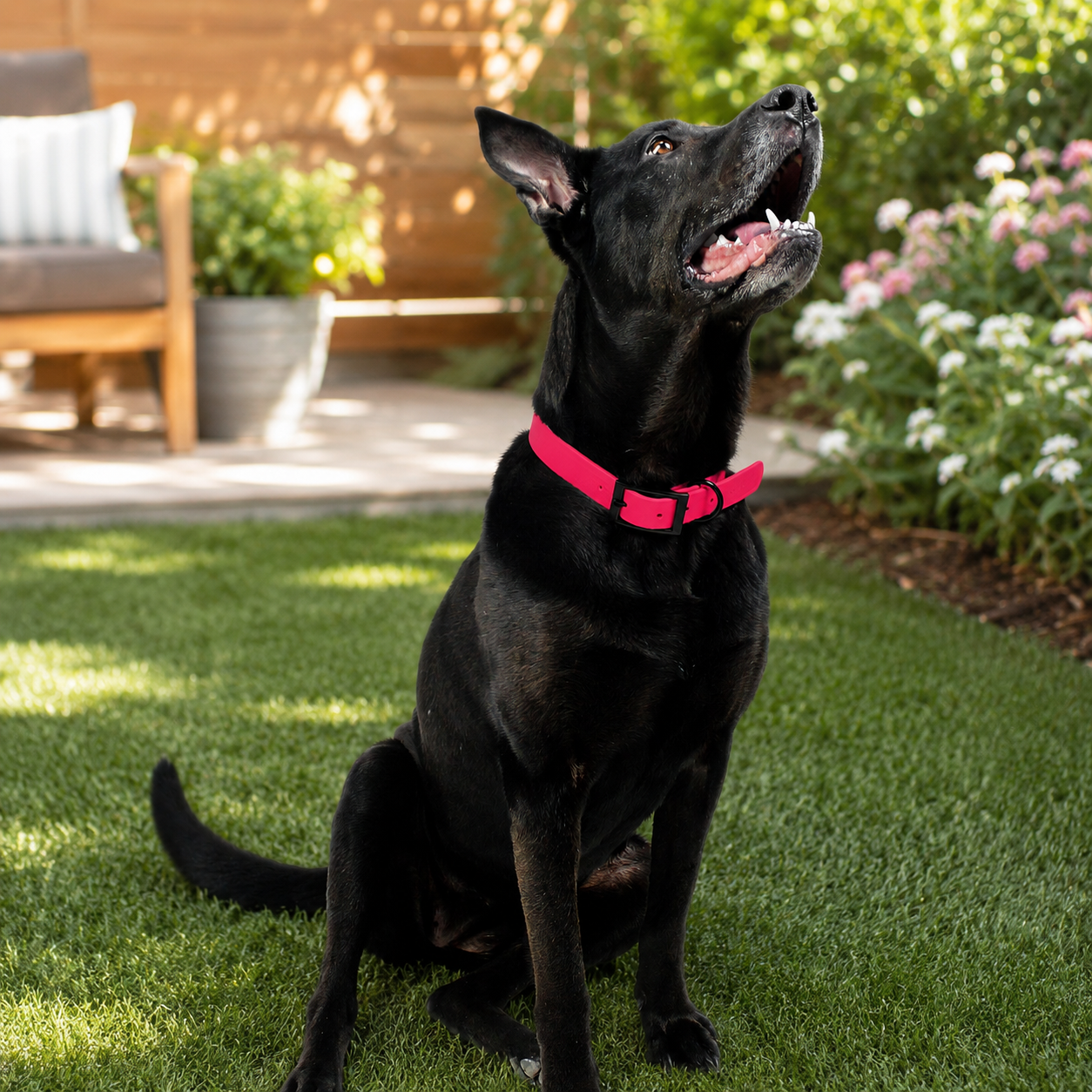 Biothane Dog Products
