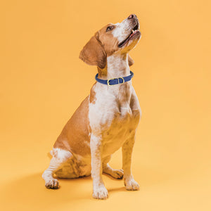 Soft Rolled Leather Dog Collar with Brass Hardware