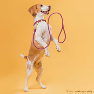 Soft Rolled Leather Dog Collar with Brass Hardware