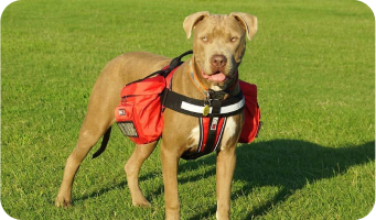 Pet Care and Safety