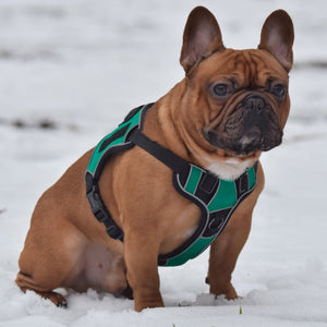 Dogline Quest Multi-Purpose No Pull Dog Harness