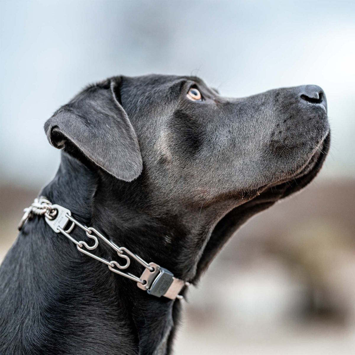 Herm Sprenger Dog Collars and Collar Links