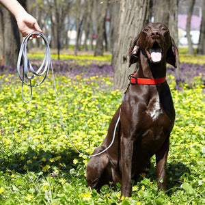 Biothane Working Dog Lead 6ft