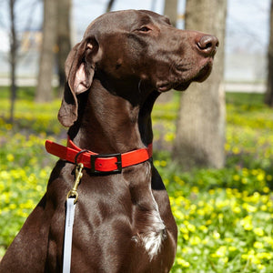 Biothane Working Dog Lead 6ft