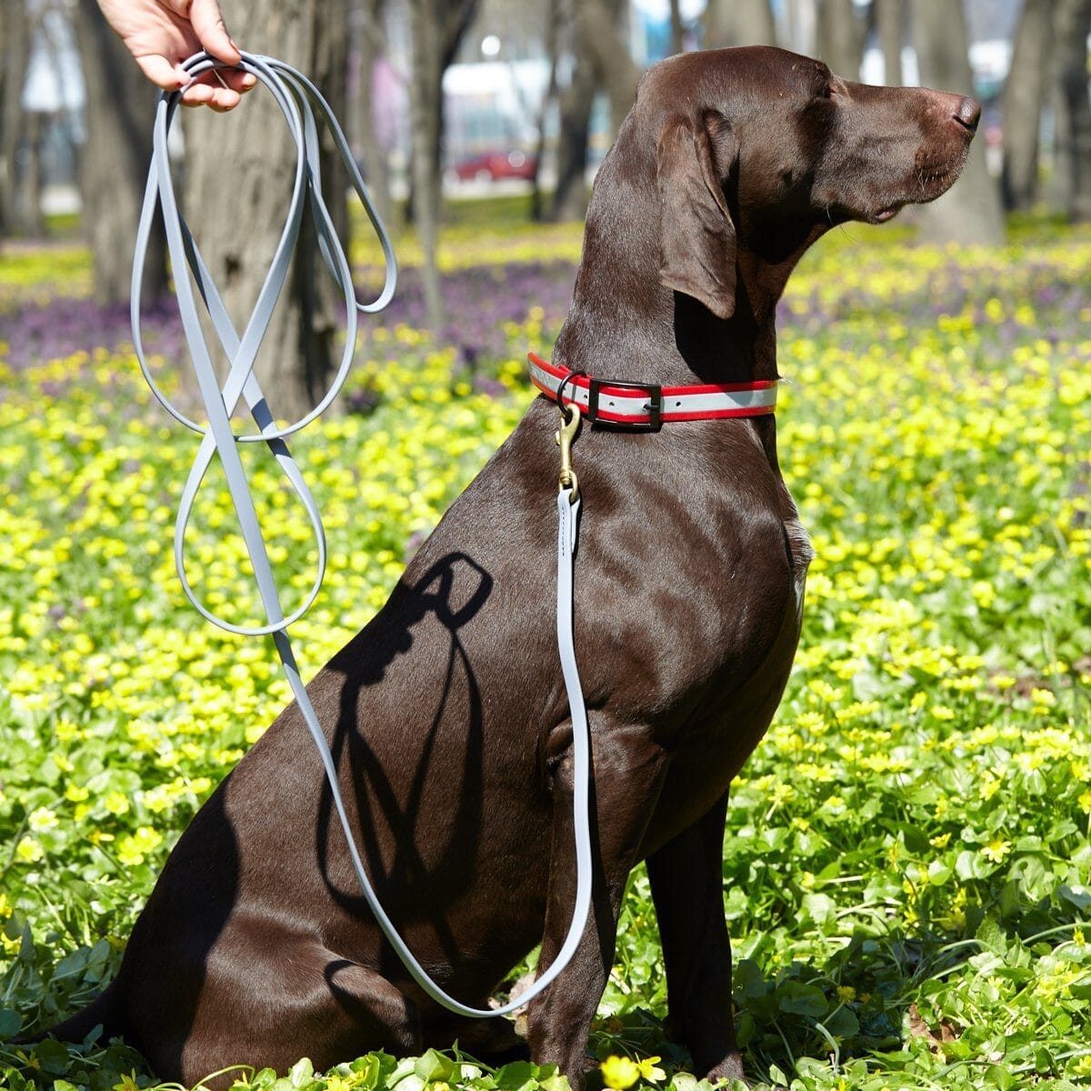 Dogline Group