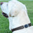 Herm Sprenger - ClicLock Safety Fastener for Flat-Style Collars - Stainless Steel