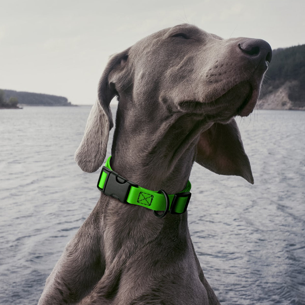 Dogline Group