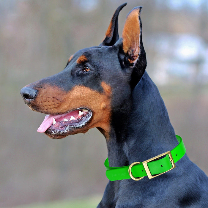 Viper Biothane Waterproof Dog Collar - Brass Hardware - Size XL (22" - 25")